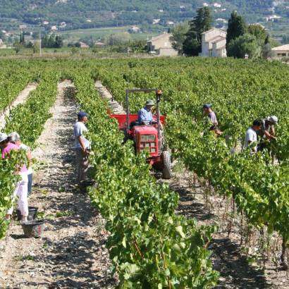 Domaine de l'Amauve Domaine de l'Amauve