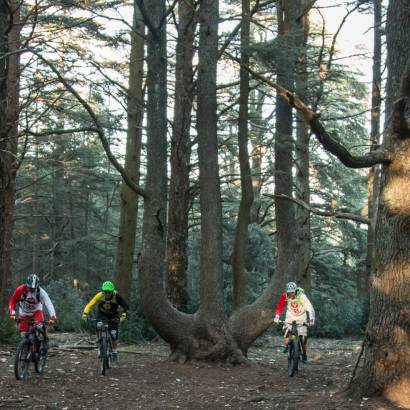 MTB Nr. 49 - Zedernwald des Petit Luberon