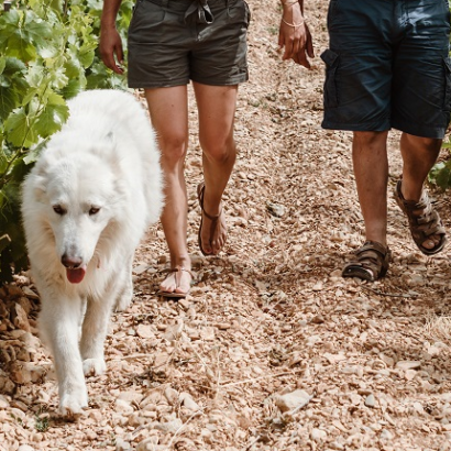 The Chant des Loups vineyard walk