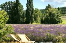 La Ferme aux Lavandes et son Jardin Conservatoire de la Lavande