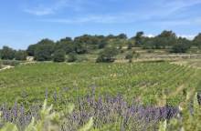 Vignoble Aureto - Chai de vinification / Coquillade Village