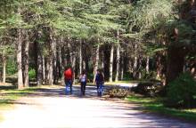 Sentier découverte de la forêt des cèdres