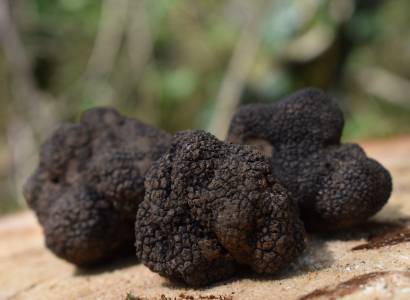 Truffelweekend op de boerderij van Viguier