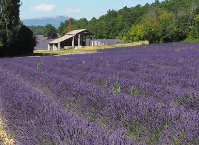 Distillerie Vallon des Lavandes