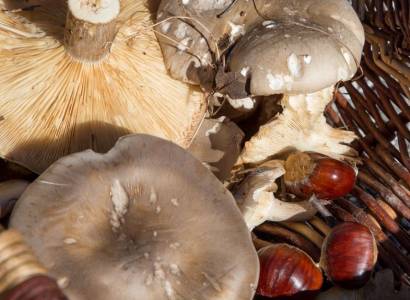 Festival Ventoux Saveurs : Champignons en fête