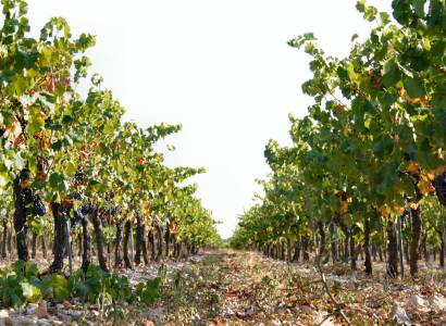 Domaine Martin