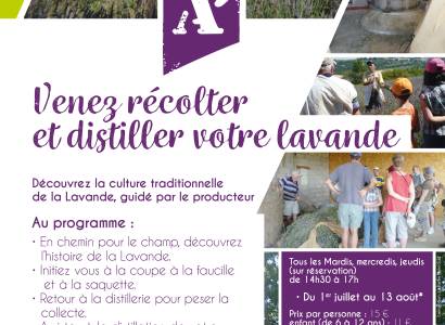 Sortie lavande, dans la peau d'un lavandier
