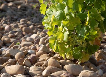 Festival Ventoux Saveurs : Le Casino des vins : dégustation ludique