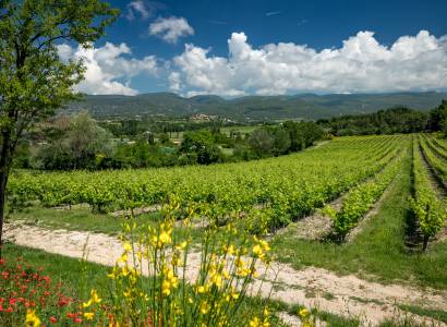Château Saint Pons - Pique-nique dans les vignes