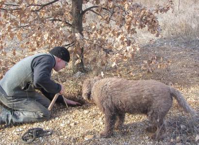Connaitre et cuisiner la truffe