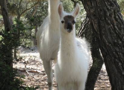 La Ferme des Lamas