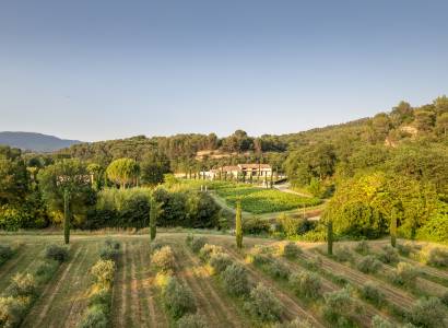 Visite de l'oliveraie de la Bastide Du Laval