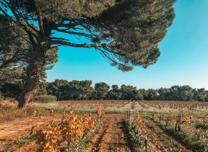 Parcours découverte au Domaine de Cristia