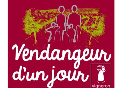 Vendangeur d'un jour au Domaine Dames de Lune