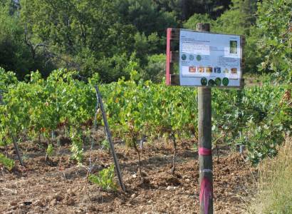 Sentier viticole oenoludique aux Touchines