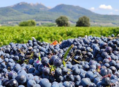 Balade, brunch et dégustation - Domaine Vallis Petra