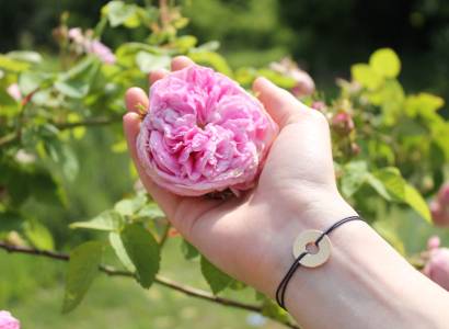 Rose and Scented Gardens