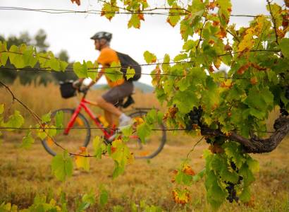 LA TOUR D'AIGUES - À vélo, la vigne au gré des saisons