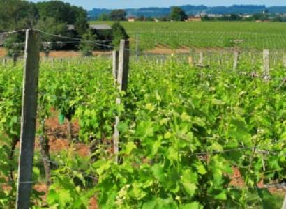 Domaine Martin de Grangeneuve