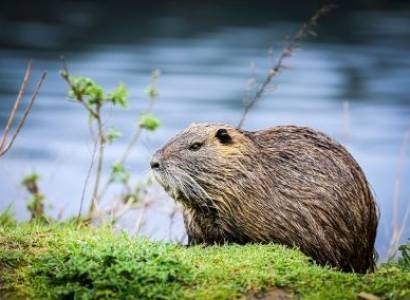 Rendez-vous Nature : À la découverte du castor et des oiseaux de la Durance