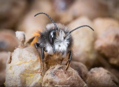 Festival Ventoux Saveurs : Les abeilles sauvages