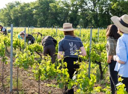 Sentier Vigneron du Château la Croix des Pins