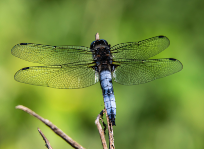 Rendez-vous Nature : Biodiversité au Musée Pétrarque
