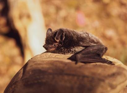 Les chauves-souris, des animaux incroyables