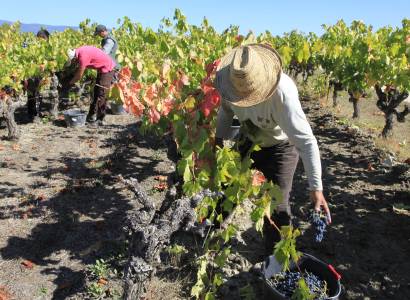 Vignobles Chasson