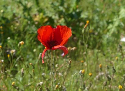 Sortie sur les plantes sauvages comestibles