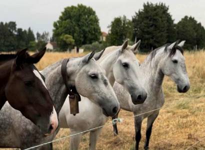 Ecurie Le Pas du Loup
