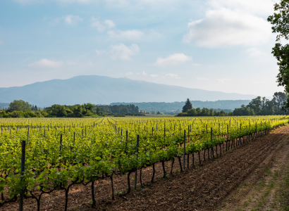 Vignobles en Scène :  Découverte du vignoble en vélo électrique