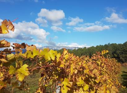 Vignobles en scène : Journée en immersion avec le vigneron au Domaine Childeric