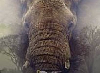Au cinéma Le Cigalon : Ghost Elephants