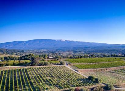 Festival Ventoux Saveurs : Balade vigneronne et dégustation