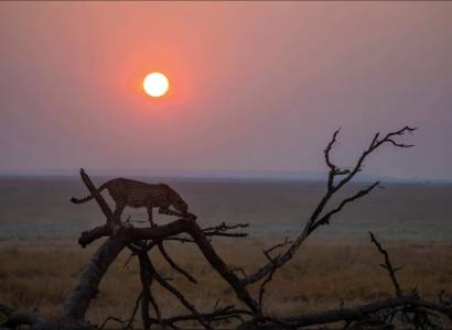 Les secrets de la photographie animalière