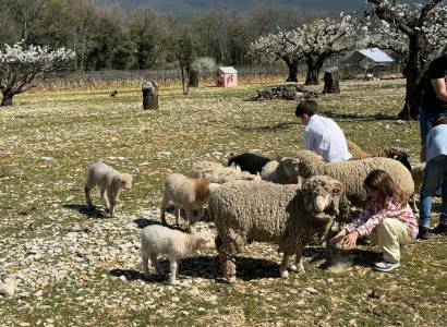 Festival Ventoux Saveurs : Œuvre artistique parmi les animaux