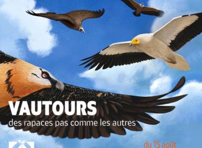 Journée mondiale des vautours à Monieux