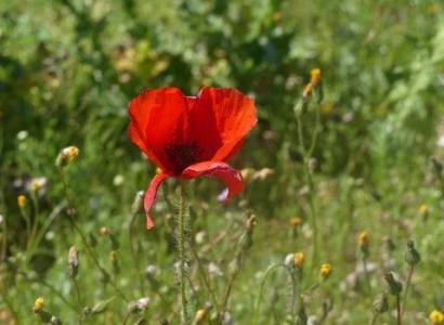 Les Plantes sauvages comestibles à travers les 5 sens