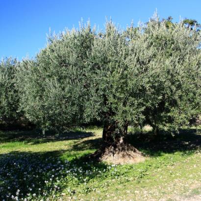 Olive Mill Itinerary – The Old Château Mill