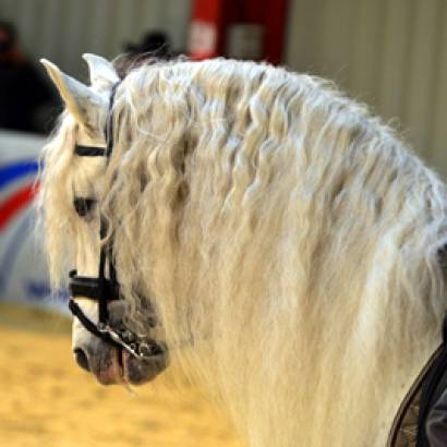 Cheval Passion Equestrian Festival in 2022