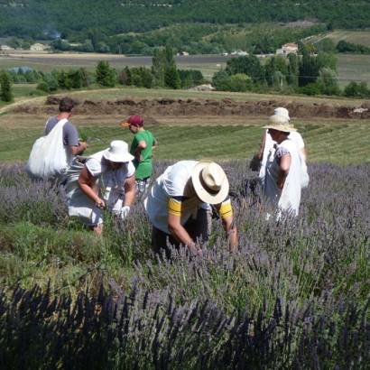 Lavender outing - step into the shoes of a lavender farmer !