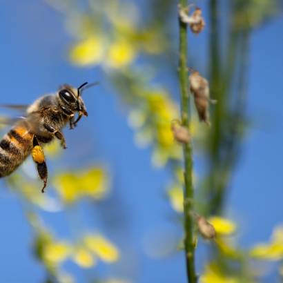 Les Rendez-vous Nature : Visite d’une ferme en agroforesterie