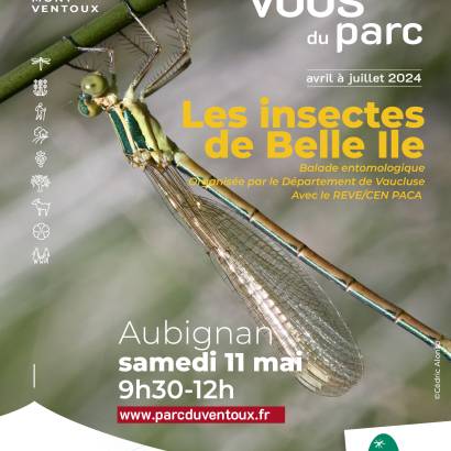Les Rendez-vous du Parc : Les insectes de Belle-Île