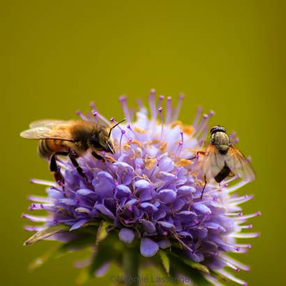 Les rendez-vous du Parc : Pollinisateurs sauvages - Conférence