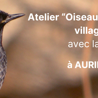 Atelier "oiseaux des villes et villages" avec la LPO Le 29 mai 2024