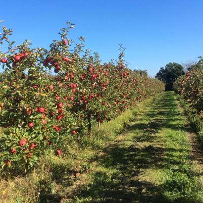 La Pommeraie de Charlotte