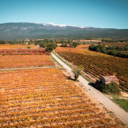 Relai des vignerons à vélo dans le vignoble du Ventoux