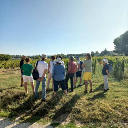 Festival Ventoux Saveurs : Visite du vignoble et apéritif dans les vignes