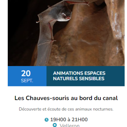 Animation : les chauves-souris au bord du canal